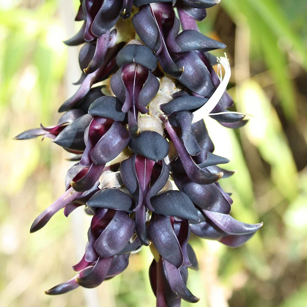 Extrato em pó de alta qualidade Natural L-Dopa 5% 15%-99% Mucuna Pruriens Extrato da planta levodopa