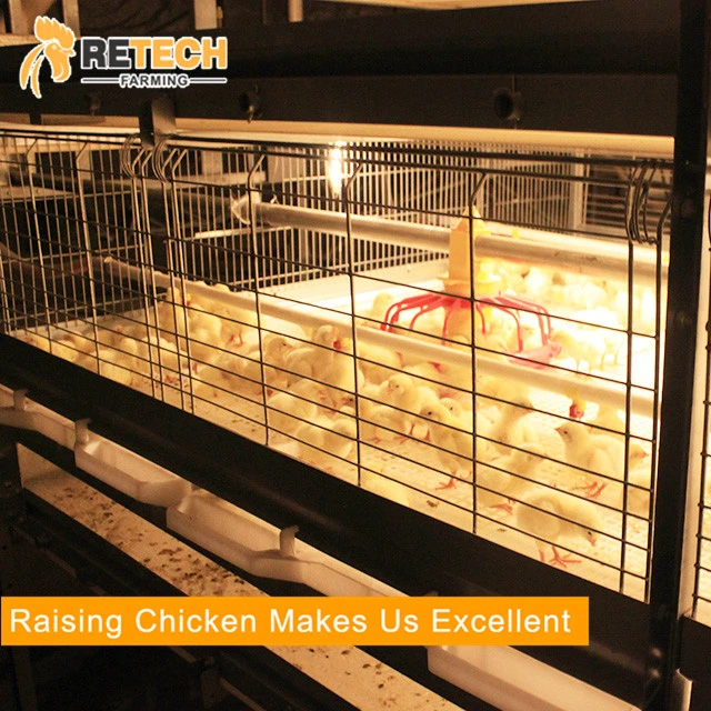 Poultry Farm House 4 Tiers Wire Mesh Steel Material Breeds of Broiler Chicken