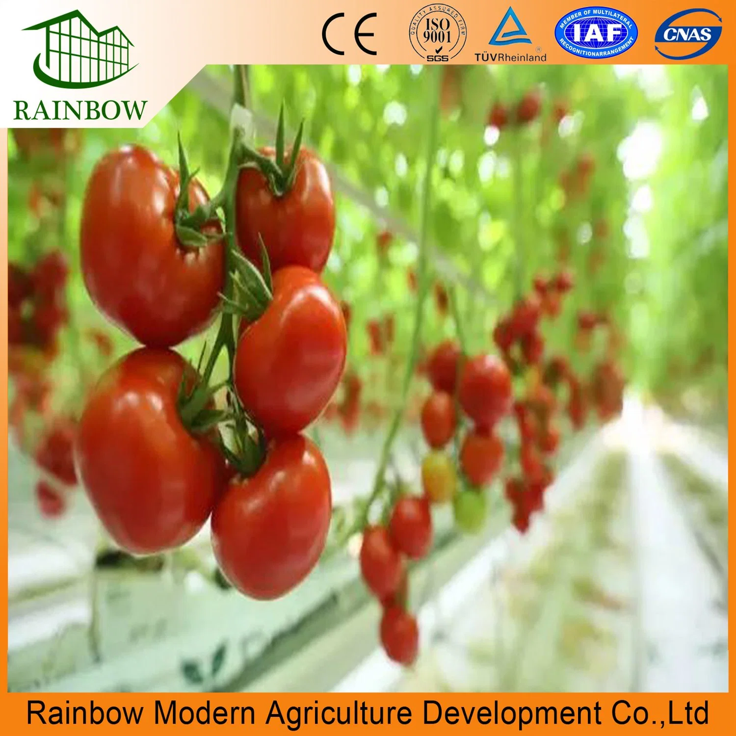 Multi-Span Plastic Agriculture Tomato Greenhouse