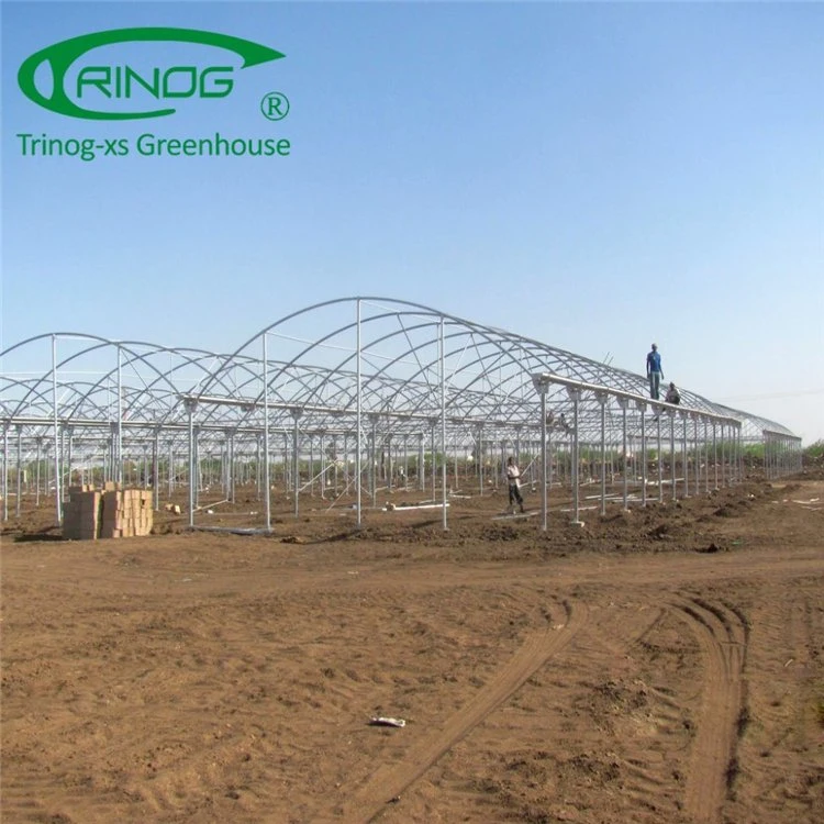 Hot Sale Agricultural Multi-Span Film Greenhouse for Cultivation