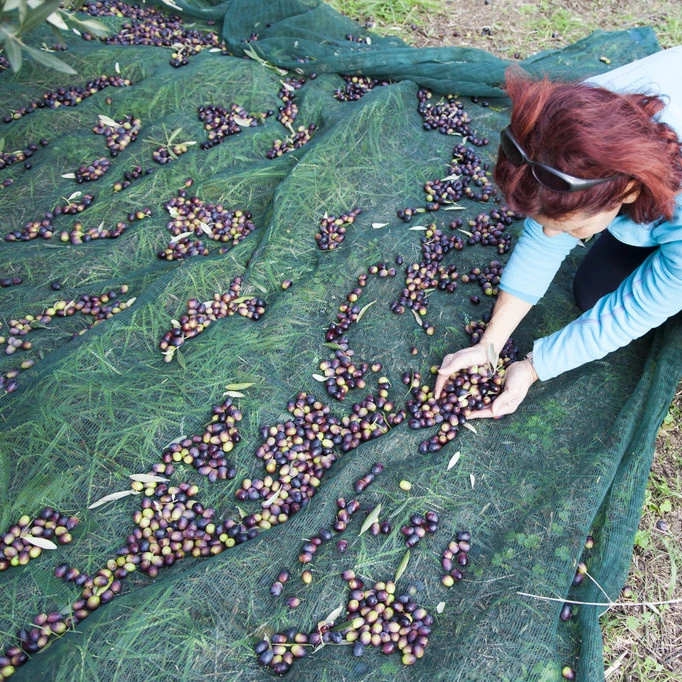 Nut & Olive Harvesting Net Gathering Nets