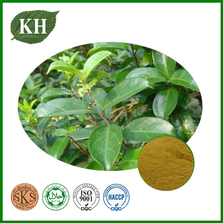 High Natural Gymnema Extract 25%, 75% Gymnemic Acid