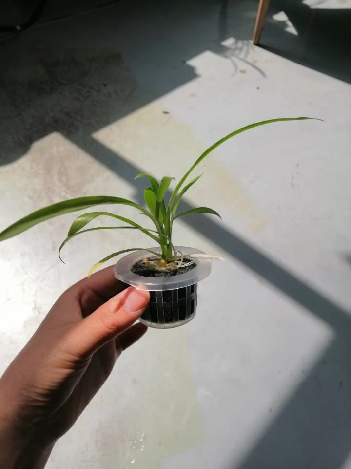 Hydroponic Seed Foam Tray