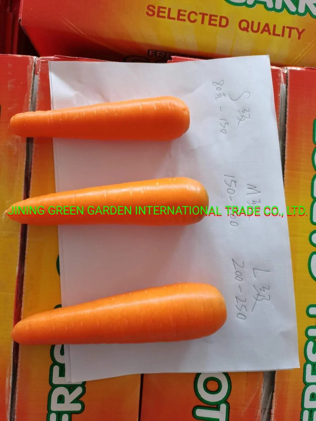 Comercio al por mayor de cultivo fresco congelado trocitos de pelado no orgánicos amarillo rojo naranja dulce bebé lavar verduras zanahorias el precio de fábrica Proveedor