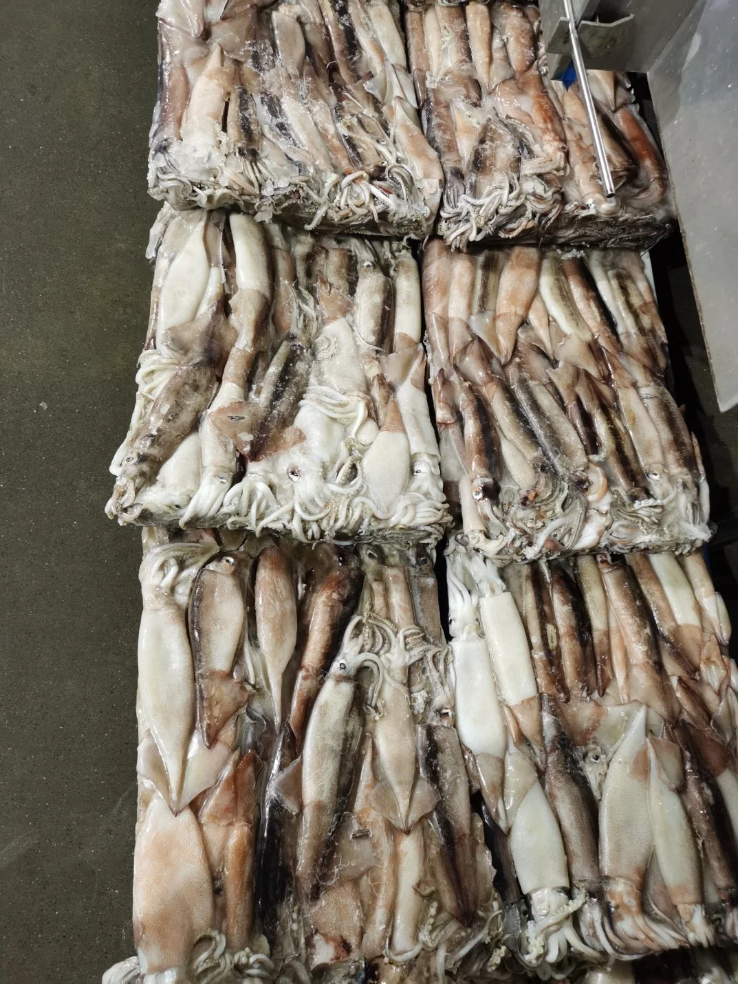 Frozen Seafood Todardes Illex Gigas Squid/Calamari Whole Round