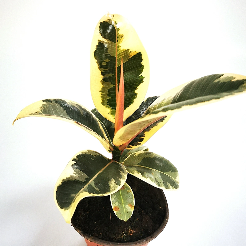 Wholesale/Supplier Cheap Ficus Tineke Plant Ficus Elastica &prime; Tineke&prime; Ficus Ruby Small Potted Plants Bonsai