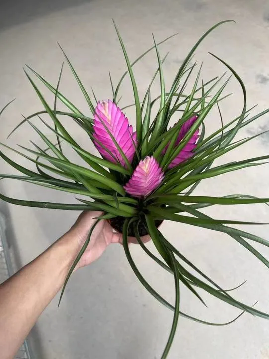 Tillandsia Cyanea Linden Ex K. Koch Flower Real Plant Bonsai Seedling with Pot Wholesale/Supplier