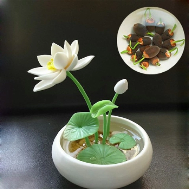 S420 WAN Lian Produtos mais vendidos sementes de flor Lotus pequeno Sementes