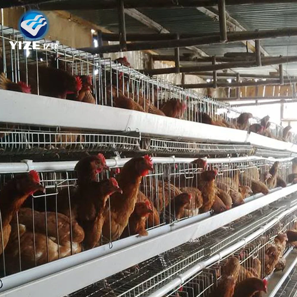 Layer Chicken Cage with Automatic Poultry Farm Feeding System