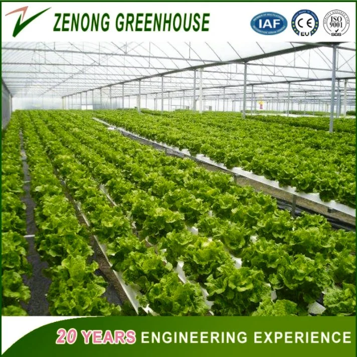 150/200 Micro Po/PE/EVA Film Covered Green House for Vegetables/Medical /Succulents Growing