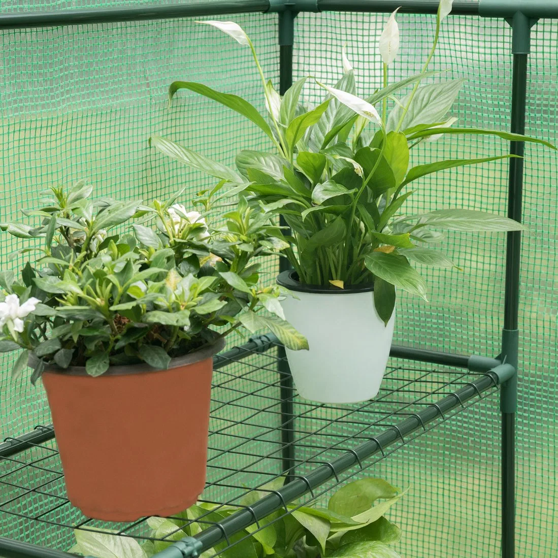 Hochgepiekter begehbare Gewächshäuser schützen Pflanzen vor Wasser Gartengewächshaus