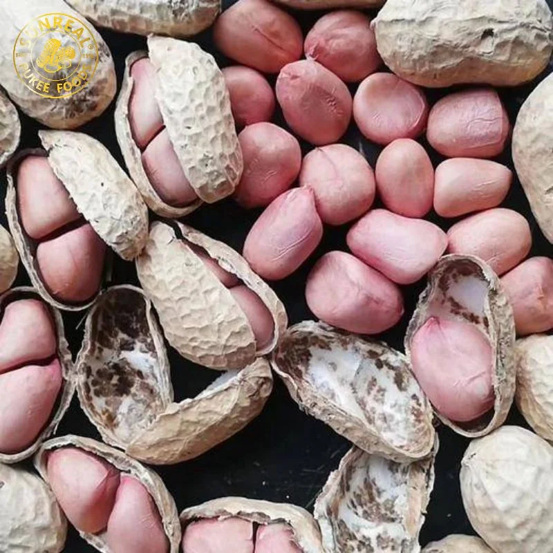 China Raw Peanut in Shell Hsuji Type/Plump Seeds/Quality Assurance