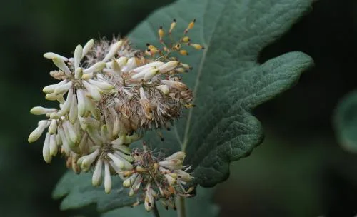 Vente d'alcaloïdes d'extrait de plante sanguinarine Chelerythrine Macleaya Cordata extrait