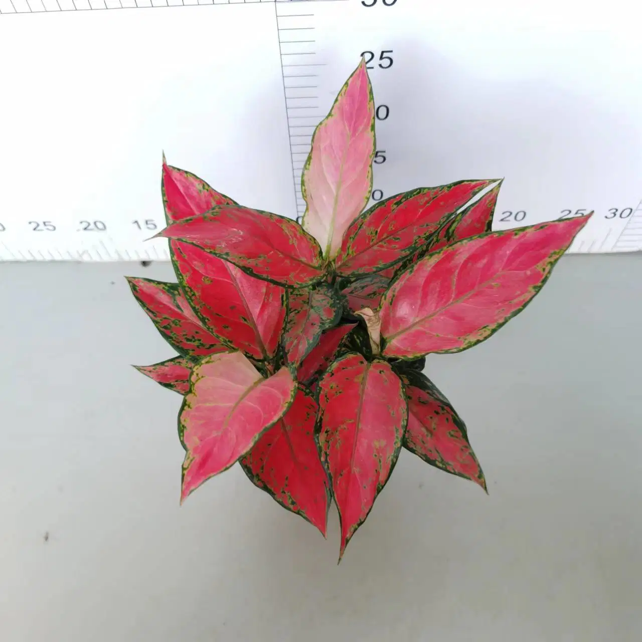 140# ángulo rojo vegetales Aglaonema