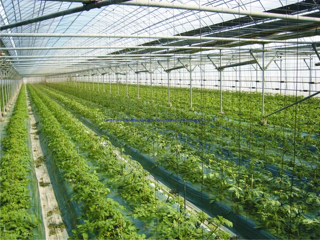 Film Tunel Type Greenhouse