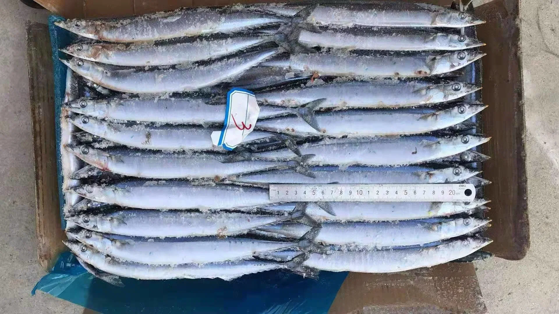 All Size Good Quality Seafood Bqf Fresh Fish Frozen Pacific Saury