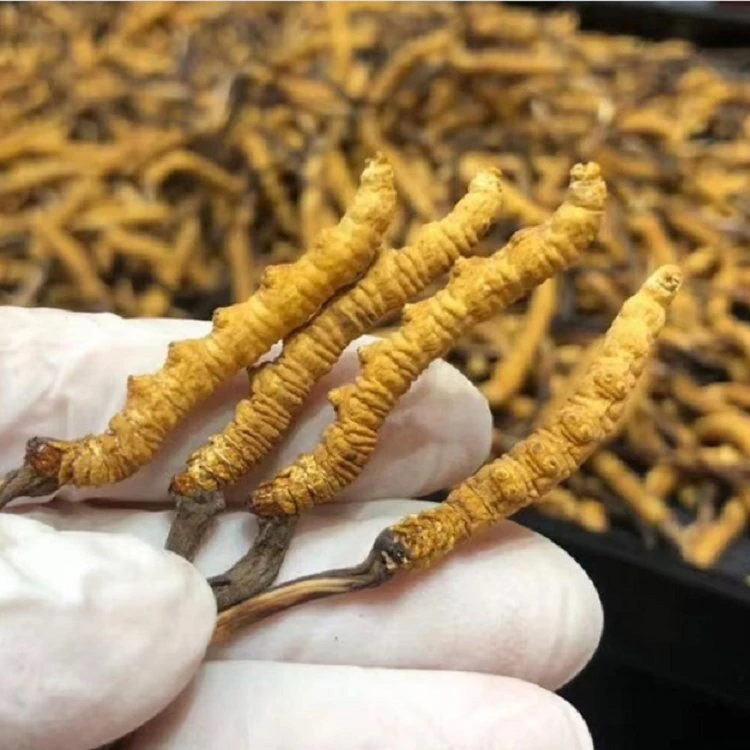 Cordyceps dongchongxiacao y Reishi la medicina herbaria china caterpillar hongo Cordyceps sinensis secos