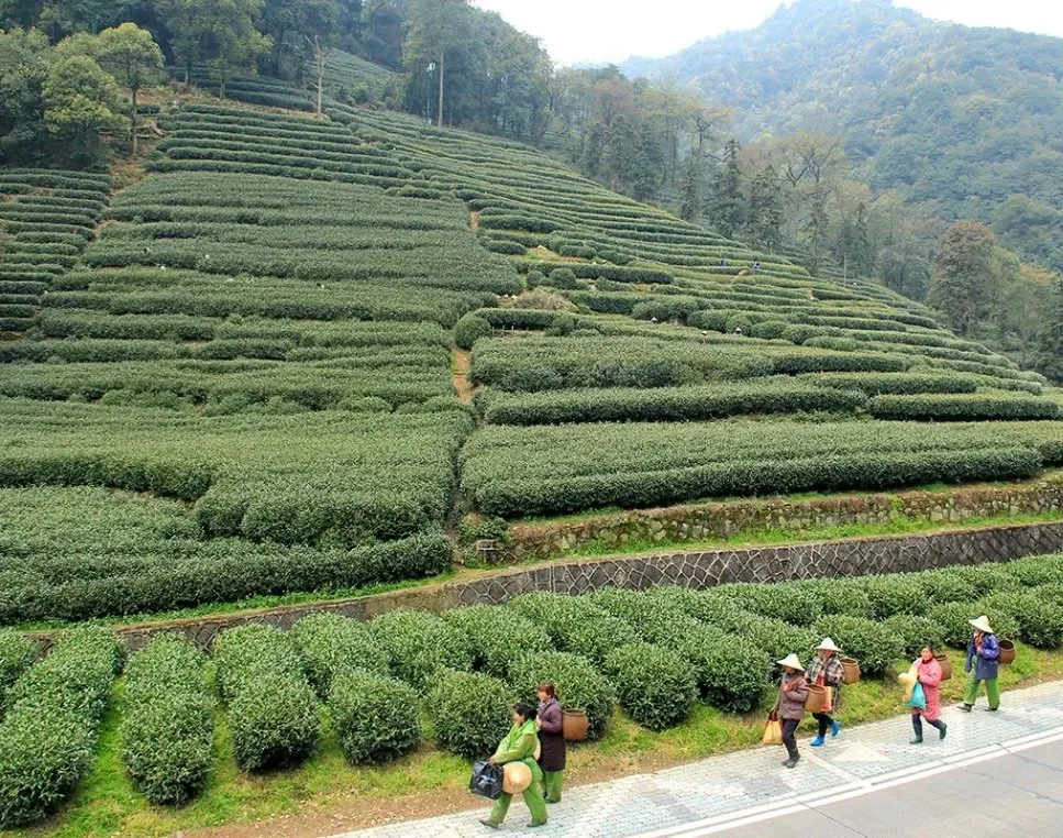 Orgánico Certificado Premium Business Regalo ocasión 100% de Rendimiento de alta calidad/alto costo Longjing West Lake Green Tea Dragón Bueno