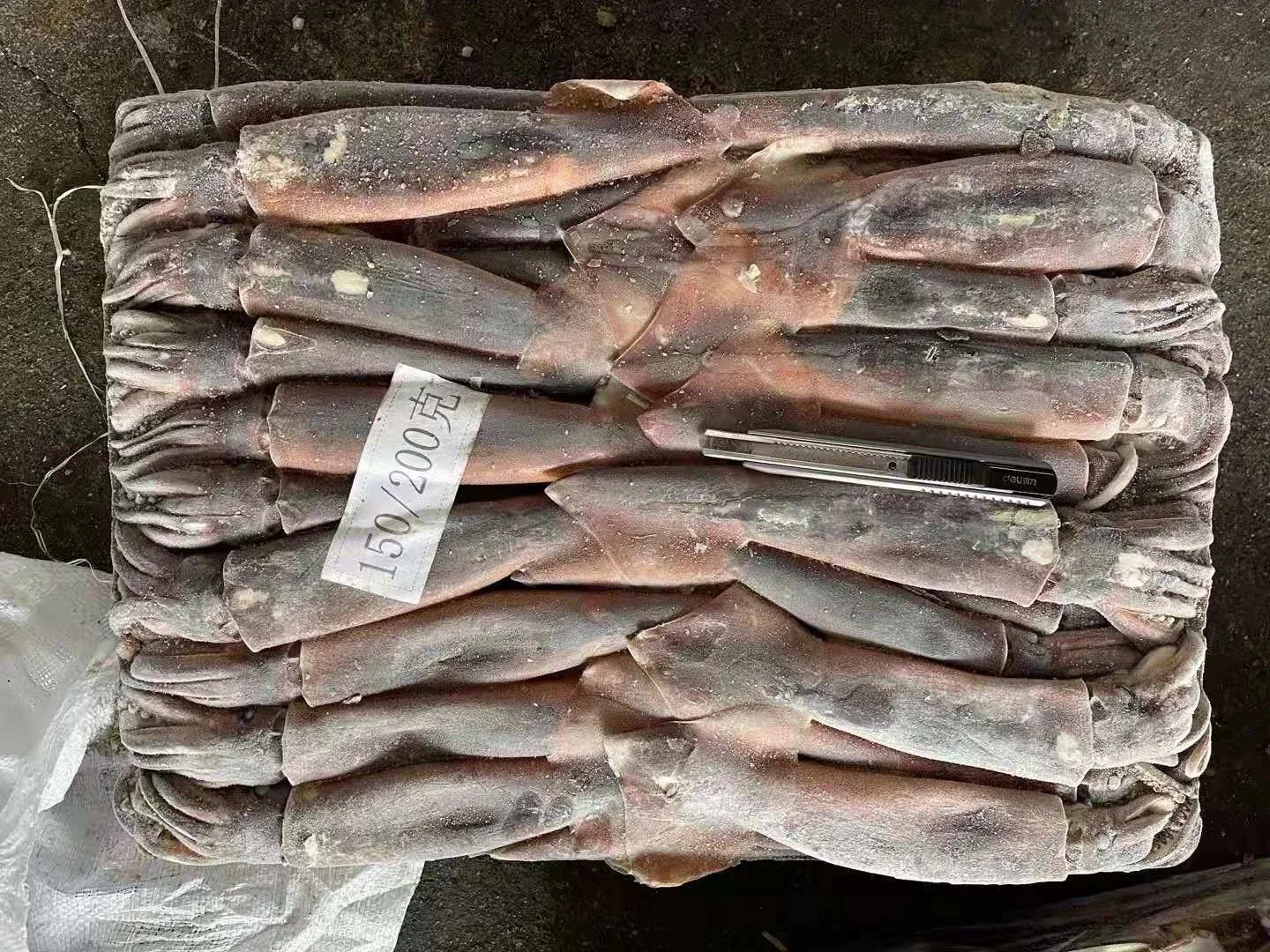 Jigger Catching Whole Round Frozen Illex Squid 150-200g