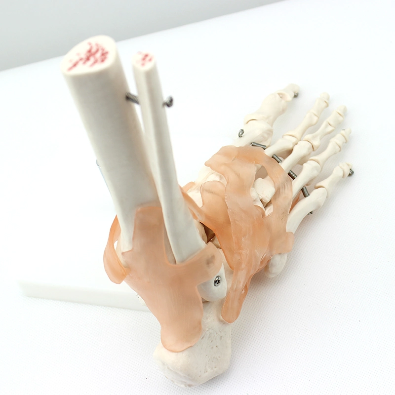 High Reproduction and Accuracy Medical Teaching Models Human Teaching Skeleton Foot Joint with Natural Size of PVC