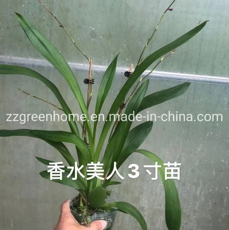 Beautiful Chinese Orchid Potted Flower Oncidium Hybrids