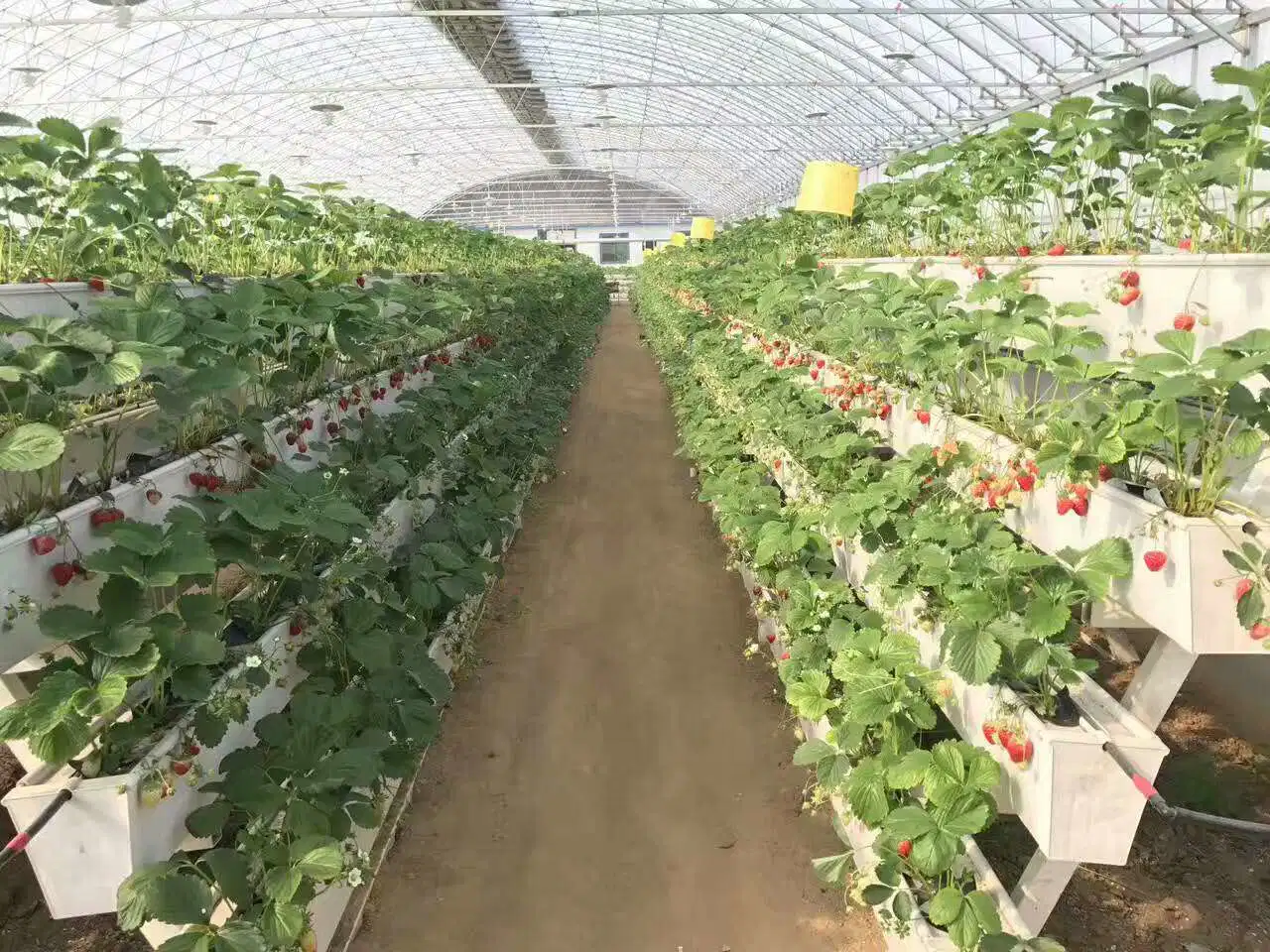 Alta producción Hidroponica de invernadero Strawberry Farm PVC canaleta para Fresa Creciendo