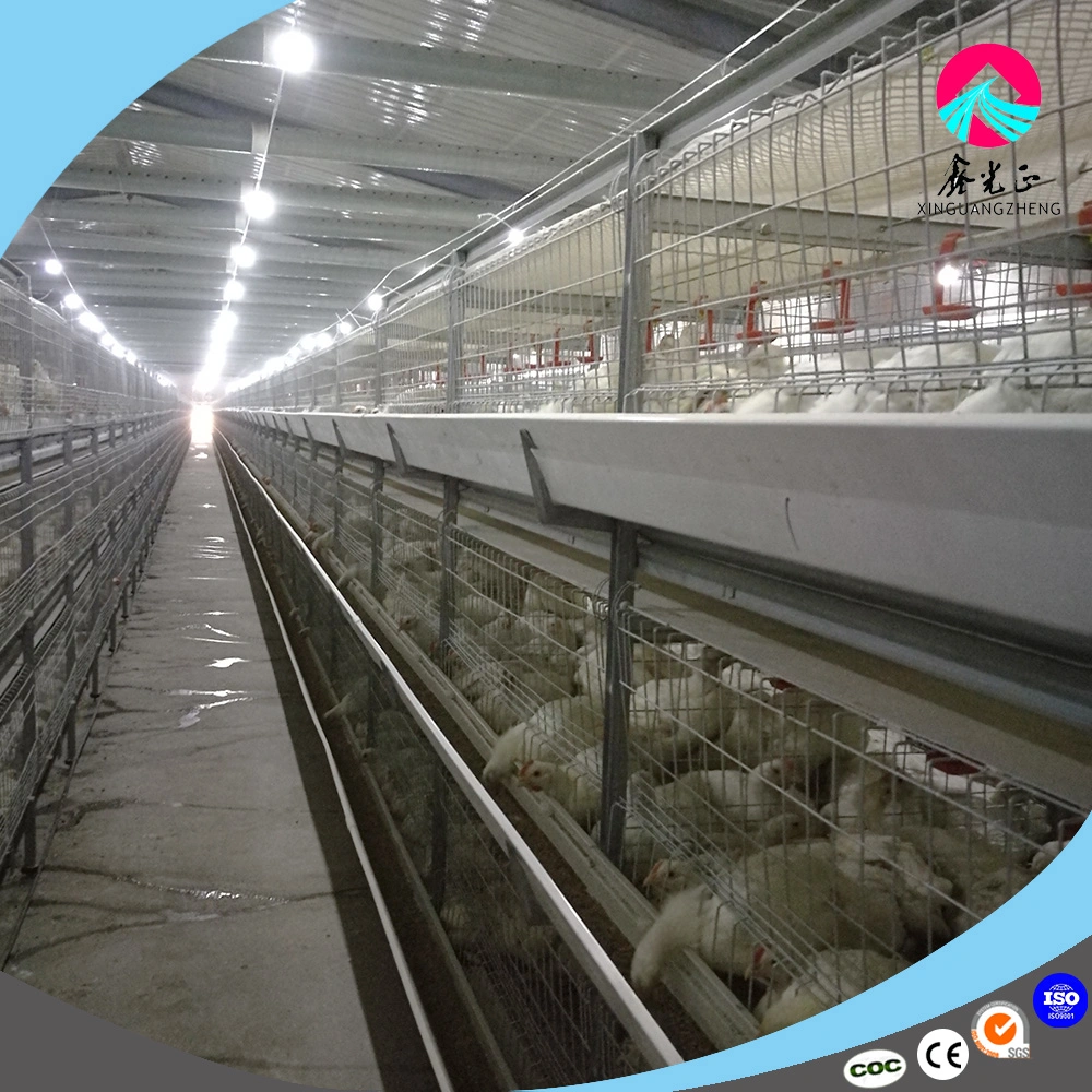 Automatic Galvanized Relible Broiler Cage for Poultry House