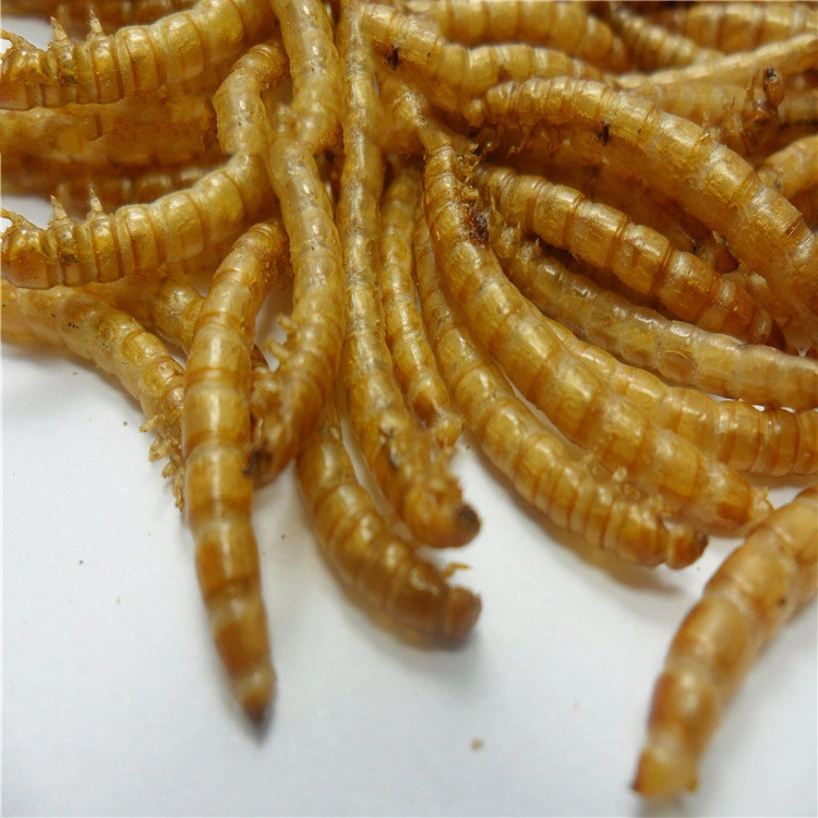 Bread Worm Dried Yellow Powder Hamster Turtle Feed