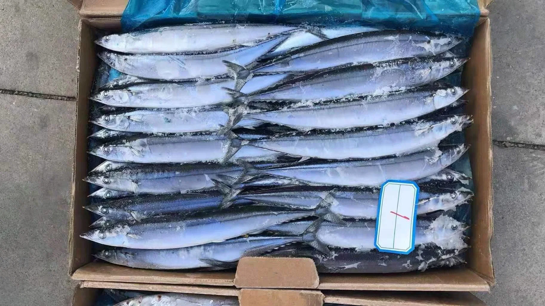 All Size Good Quality Seafood Bqf Fresh Fish Frozen Pacific Saury