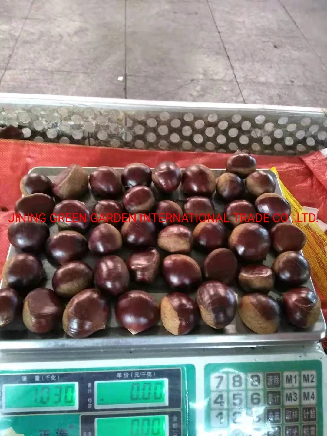 New Crop of Fresh Chestnut Price Packing in Mesh or Gunny Bag for Raw Chestnut Import