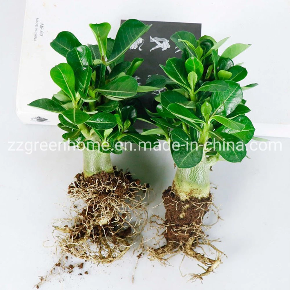 Real Plant Ungrafted Adenium Obesum Desert Rose