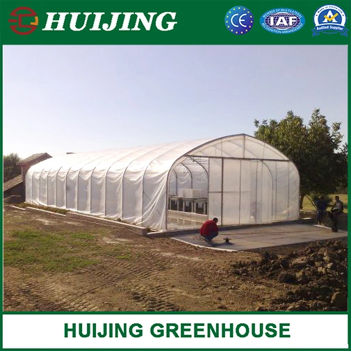 Low Cost Tunnels Steel Structure Greenhouse with Poly Film