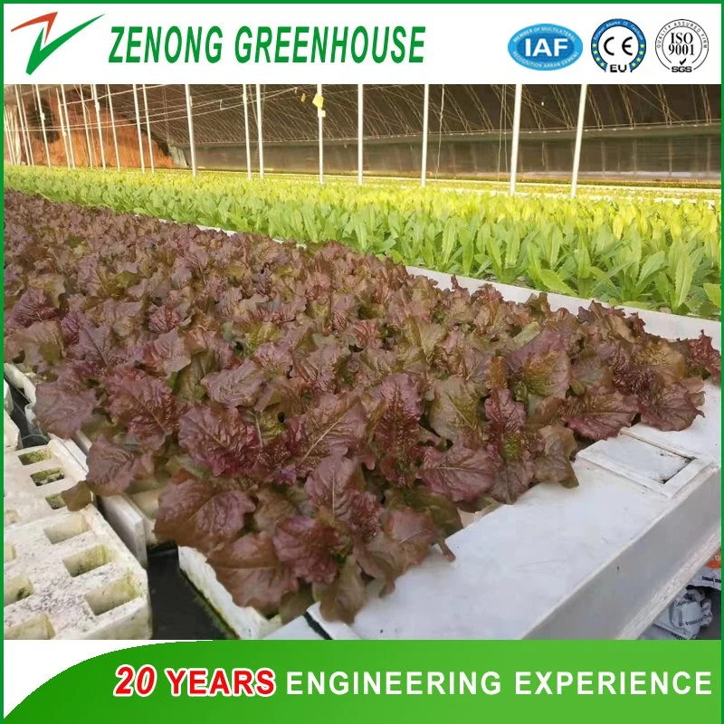 Multispan PC Greenhouse with Hydroponics Equipment for Soiless Cultivation