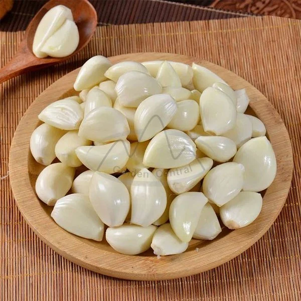 Peeled Garlic Cloves for Sale Good Quality Garlic Products