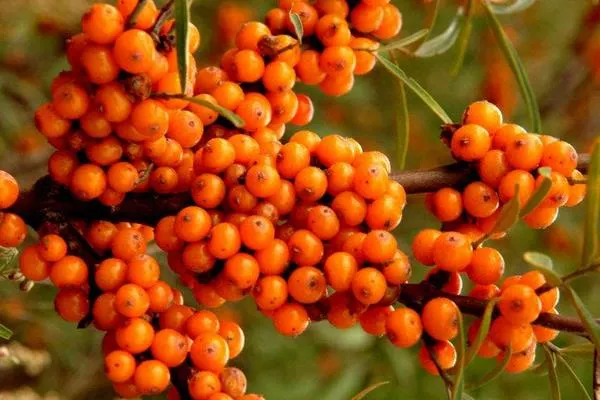 Seabuckthorn Extract, Sea Buckthorn Powder, Sea Buckthorn Fruit Extract, Hippophae Rhamnoides Extract, Sea Buckthorn Juice Powder