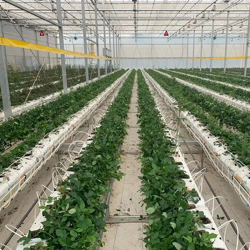 Invernadero de vidrio para el Tomate y Lechuga/Plantación de fresas con sistema de riego hidropónico