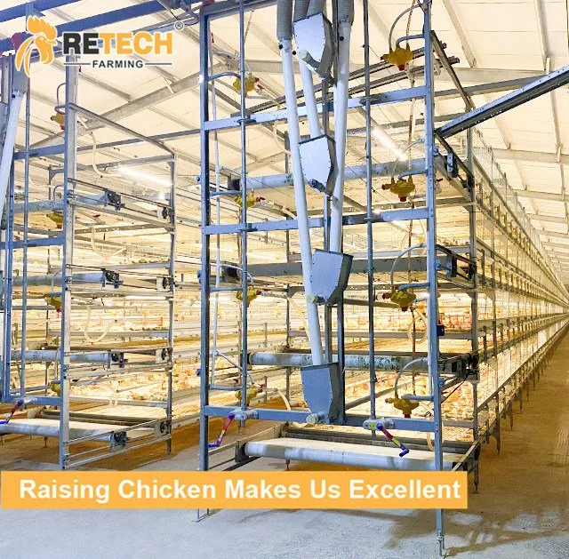 La cría de pollos parrilleros automática del sistema de alimentación/Granja Equipo para avicultura Equipo