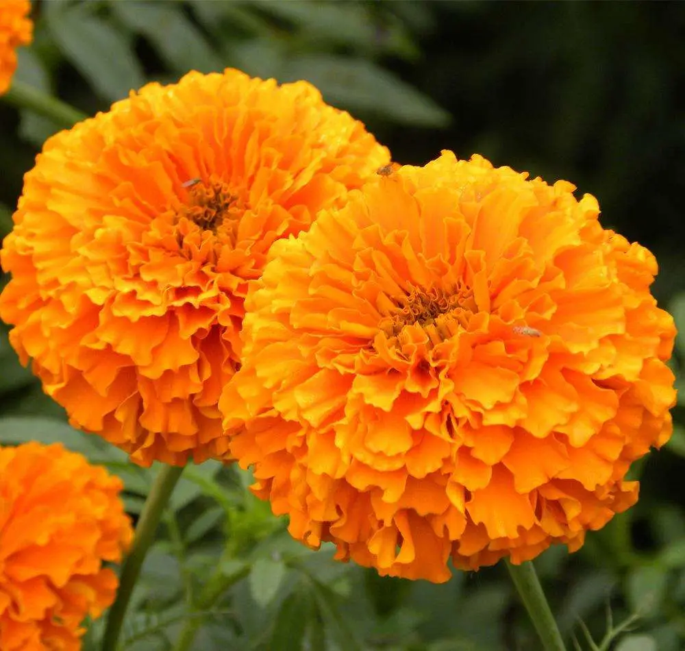 Marigold Flower Extract Lutein Oil Suspension 20%