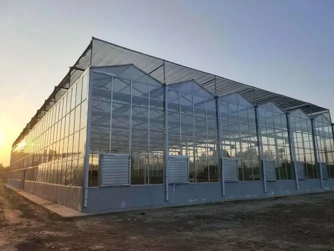 Venlo Dutch Type Glass Greenhouse for Commercial Flower or Vegetables Growing Like Tomato Lettuce Pepper Agricultural Greenhouse