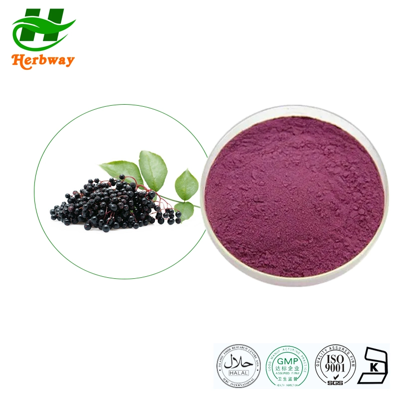 Extrato de fábrica Natural Herbway Kosher Halal FSSC certificado Rich Extrato de antocianinas elderberry