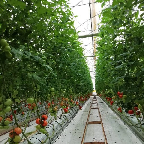 Strawberry Planting Cocopeat Greenhouse with Hydroponics Systems