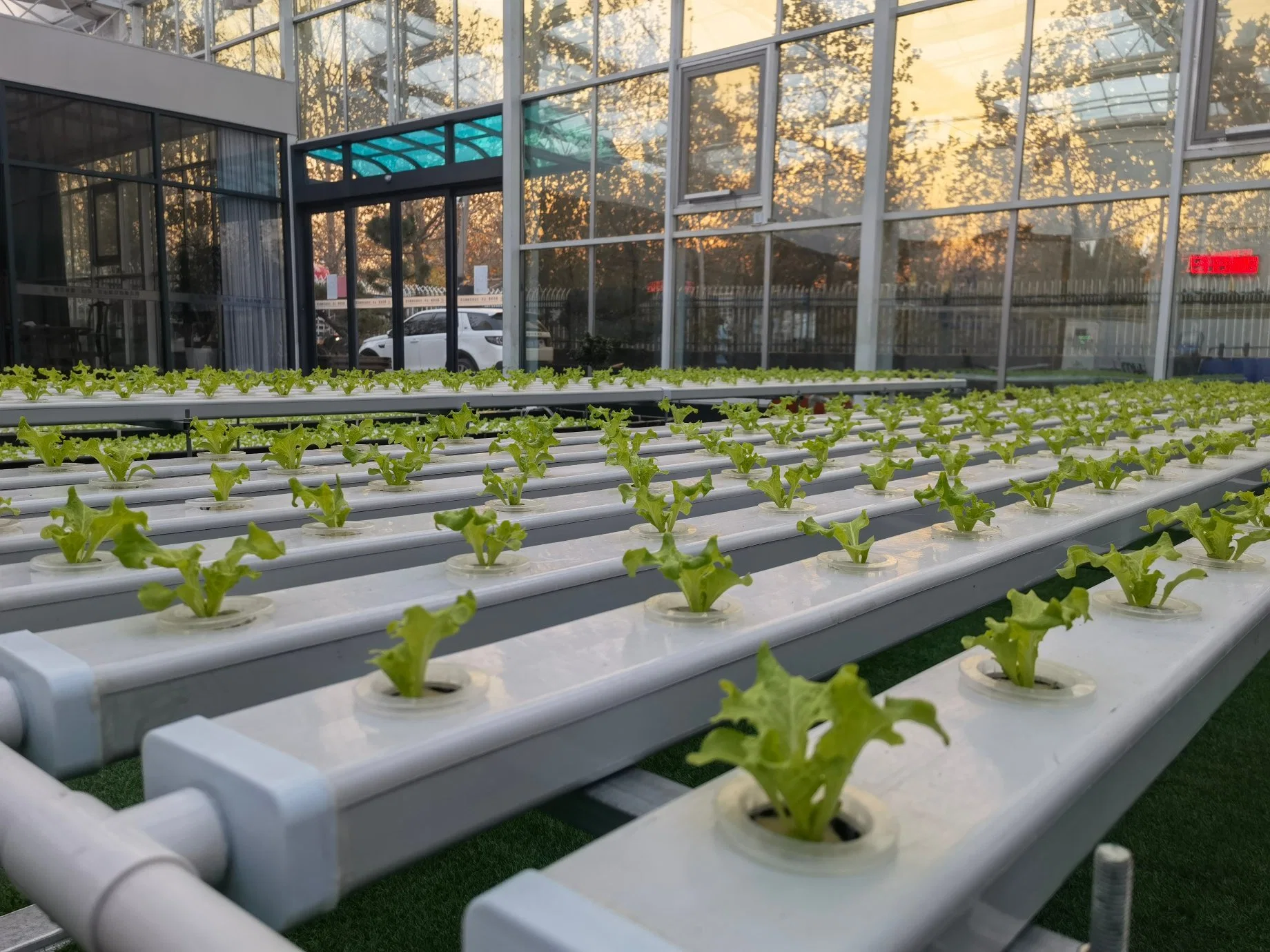 Hydroponics System Greenhouse Plants Hydroponic Plants