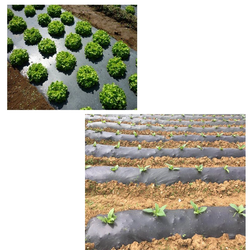 Biodegradable Pbs Pbat PLA Modified Materials Agriculture Mulching Plastic Film Best Eco Friendly