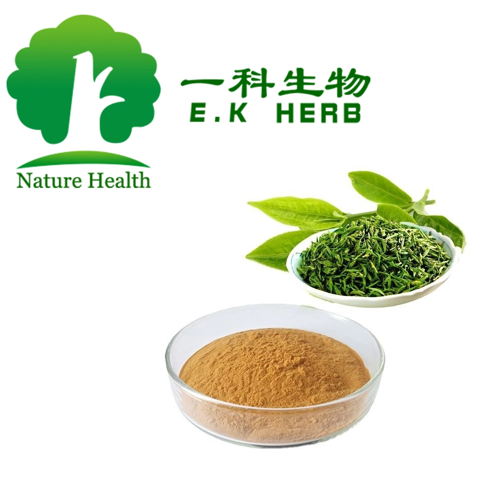 E. K Herb Green Tea Extract Ec CAS 490-46-0 (-) -Epicatechin