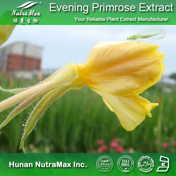 Evening Primrose Huile Seed Extract 1-20 % Gla