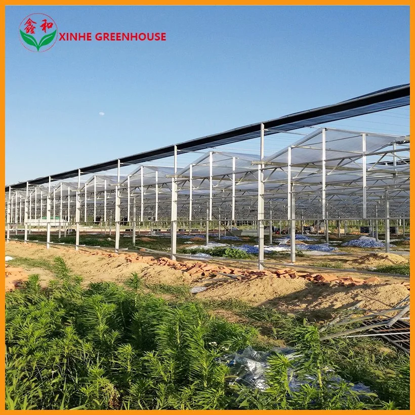 Galvanizado en caliente de la agricultura de invernadero de vidrio para la Flor/verduras creciente