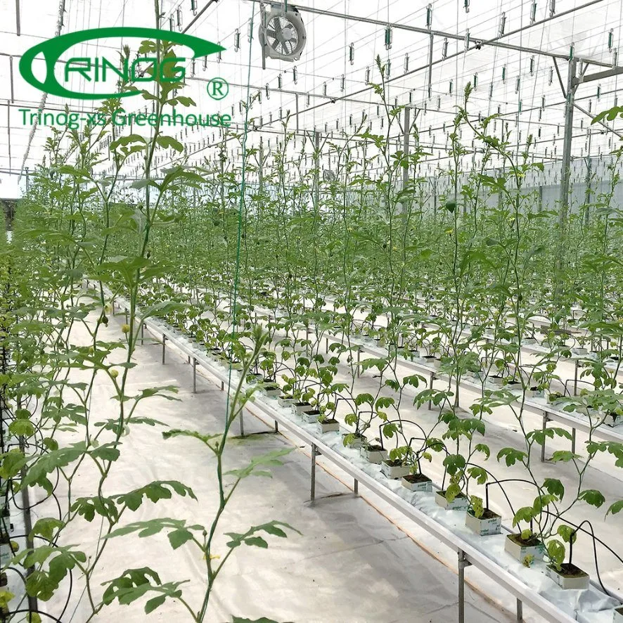 Econômico Novo Tipo de Filme Multi-Span cultivo agrícola o Sistema de hidroponia Green House para produtos hortícolas