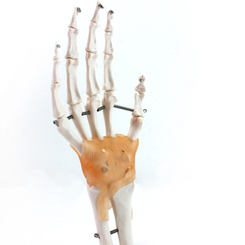 High Reproduction and Accuracy Medical Teaching Models Bone Color Human Teaching Skeleton Model of Hand Joint