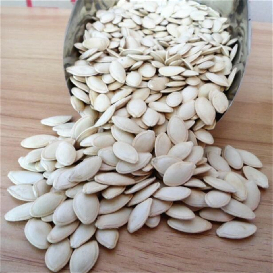 Shine Skin Pumpkin Seeds and Kernels Good Quality From China