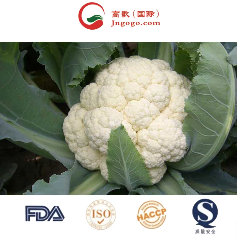 Cauliflower Wholesale/Supplier/Fresh Cauliflower From Vietnam